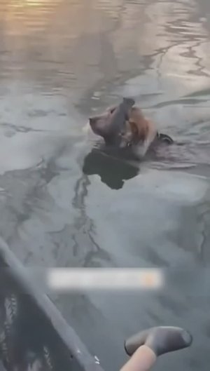 Собака спасает белку!