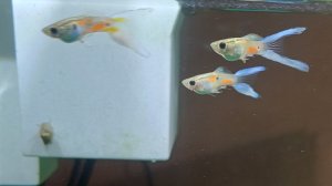 Наноаквариум: гуппи Эндлера