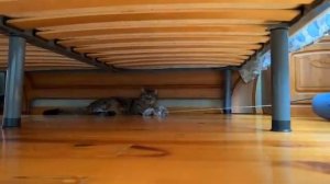 Что стало с бездомными котятами