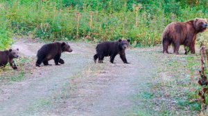 Истощенные медвежата с медведицей пришли к людям за помощью на Камчатке
