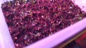 Домашняя тепличка для рассады на 12 октября 2025