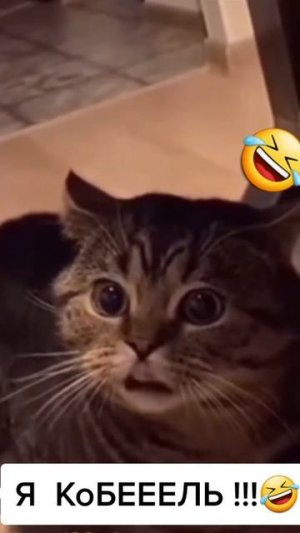 Кот кобель 🤭