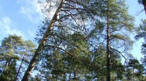 Большое Симагинское озеро