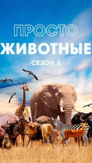 Просто животные «Бегемоты и носороги»