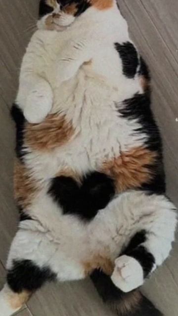 Доброе утро, желаю хорошего настроения и дня 👍👍🤗#доброеутро #кот смотреть онлайн