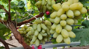 Как сохранить черенки до майских прививок 100%