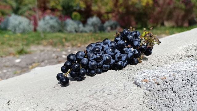 Начало нового путешествия. Новороссийск, Большие Хутора. смотреть онлайн