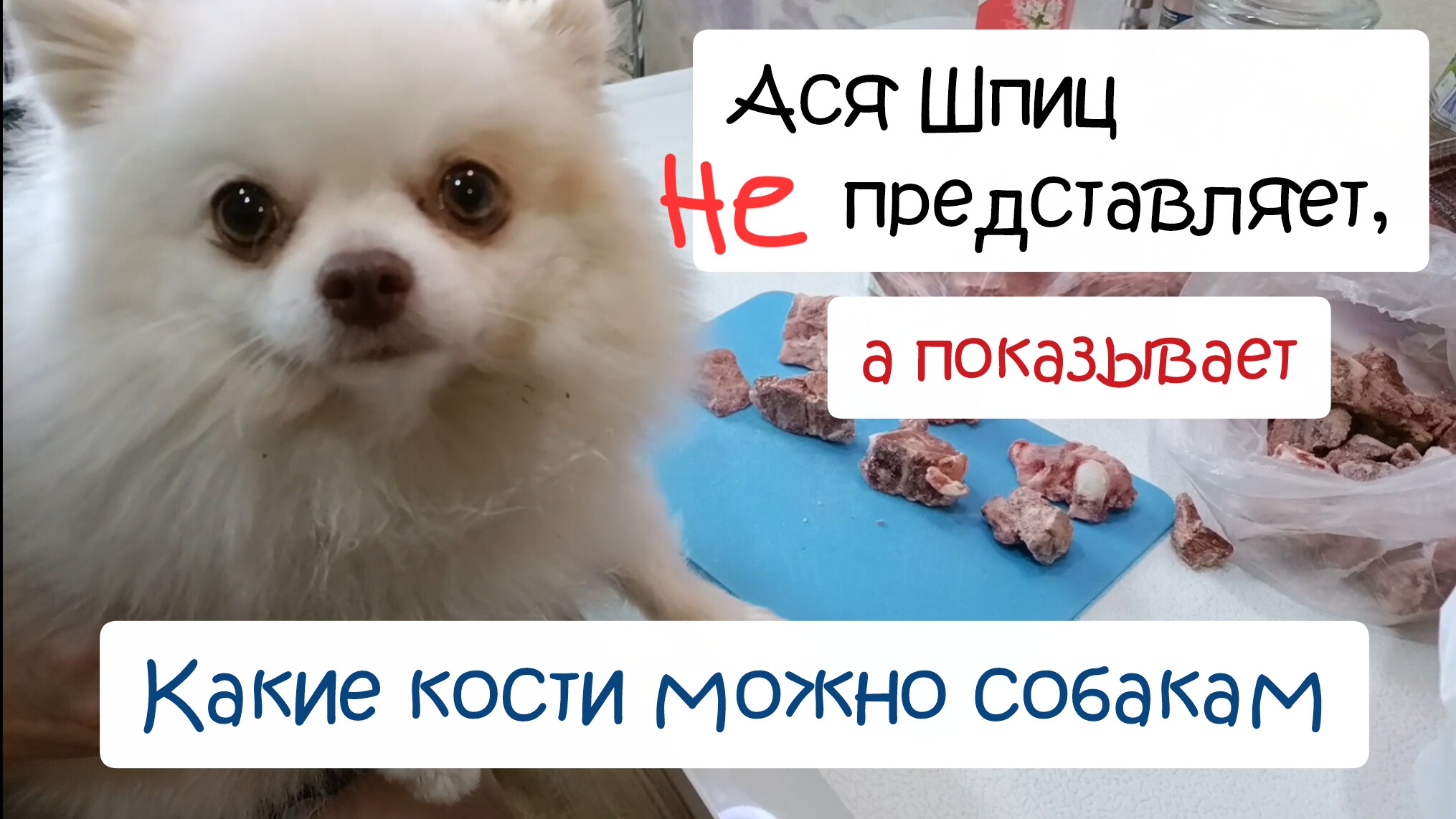 Чем кормить шпица? Какие кости можно собакам. Сырое натуральное питание собак смотреть онлайн