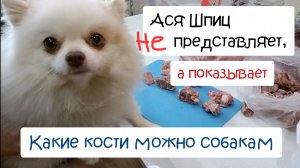 Чем кормить шпица? Какие кости можно собакам. Сырое натуральное питание собак