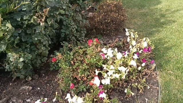 Вот середина ОКТЯБРЯ. Но Розы цветут, не понимая что скоро зима *Шла мимо 💏💘💘💘ЛЮБОВЬ*.Отлично👍. смотреть онлайн