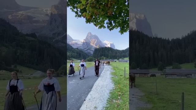 Как делают швейцарский СЫР? Раскрыааем секреты производства самого 