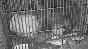 Медведь Мансур обустраивает себе из соломы мягкую кроватку 🐻