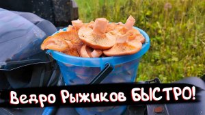 НАШЁЛ ГРИБЫ, О КОТОРЫХ МЕЧТАЮТ ВСЕ ГРИБНИКИ!