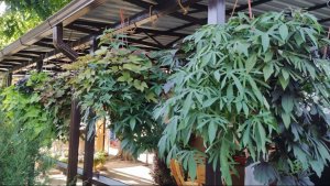 Как подготовить ипомею батат к зимовке. Как буду сохранять ипомеи до весны в домашних условиях.