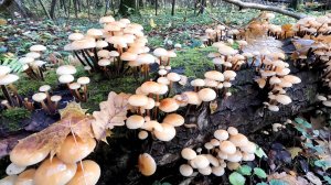 💥ГРИБНОЙ ОКТЯБРЬ 2025👉ЗИМНИЕ ОПЯТА МАССОВО ПОШЛИ В ПОДМОСКОВЬЕ🌲ВЕСЬ ЛЕС В ГРИБАХ!!!🍁🍄🍂