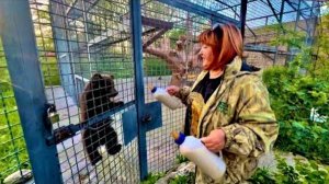 Мы пришли с Анфисой вечером покормить медвежат и проведать Сараби с ее прайдом львят)