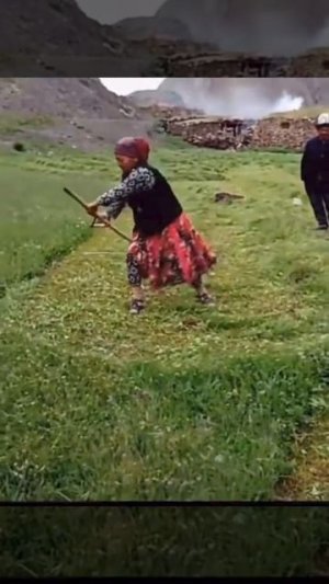 Коси коса, пока роса...