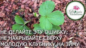 Об укрытии клубники на зиму