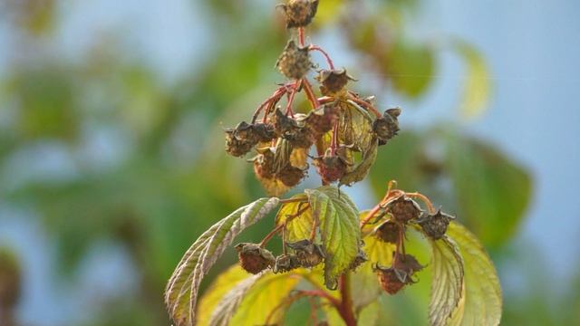 Осень на даче смотреть онлайн