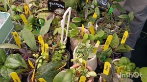 Выставка растений в городе  Кемерово. Обзор