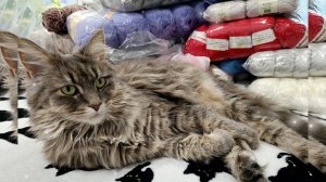 Разбираем с Мурашкой моточки 😻🧶