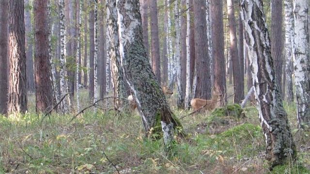 Манок на косулю... да не неберите его с собой а то стопчут.....