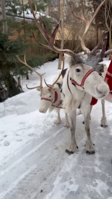 Катание на оленьей упряжке! смотреть онлайн