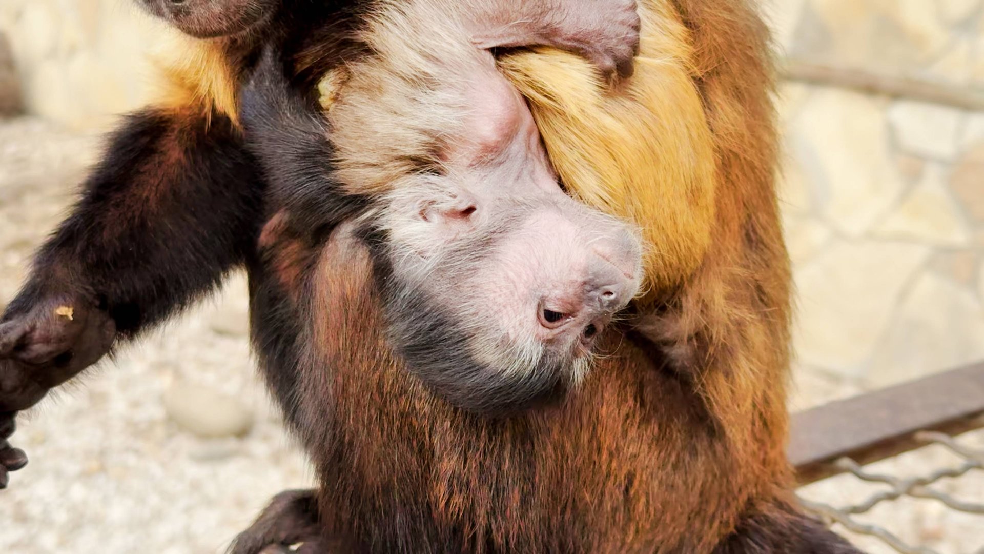 Смотреть ЖУТКО! ТАК, как носит малыша ЭТА МАМА - никто не носил! Капуцины тоже с причудами! смотреть онлайн