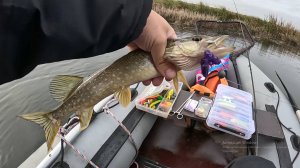 Рыбалка в октябре 2025 ЩУКА  на джиг с лодки