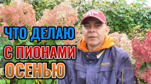 Вот что я делаю с ПИОНАМИ осенью для обильного цветения летом 🌸