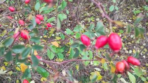 Осень золотая🍁🍁🍁 Жизнь станичная на пенсии.
