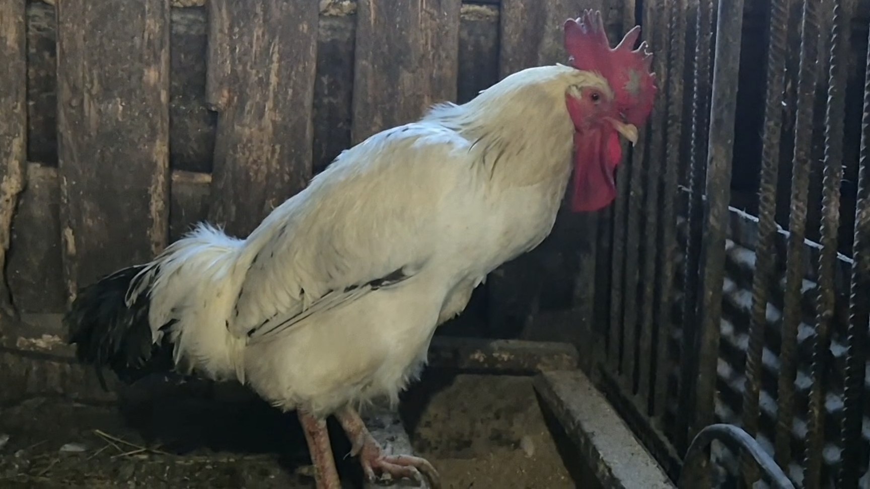 ДЕРЕВЕНЬКА моя,Петя поднял голову,кормление поросят в ДЕРЕВНЕ,моя жизнь смотреть онлайн