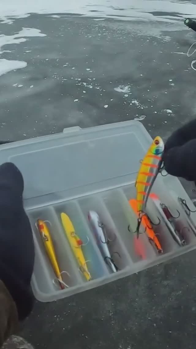 Судачья охота по первому льду