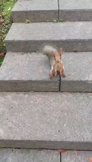 В парке «Краснодар» любопытная белка в поисках орехов взобралась на людей