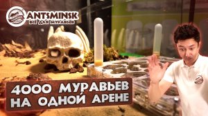 ГИГАНТСКАЯ МУРАВЬИНАЯ ФЕРМА, переселили 4000 муравьев, спасли целую семью муравьев!