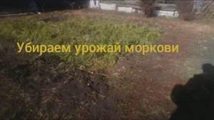 Смотрим какой урожай нынче моркови ?