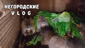 Осенний щавель для НУТРИЙ. 8.10.25