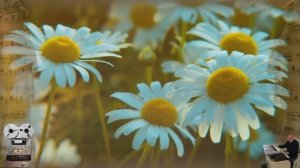 «Ромашка белая»группа"Экспресс"