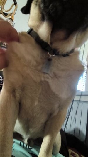 Массаж грудинки