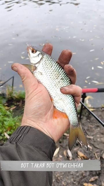 Свобода начинается с заброса! 🎣🔥 смотреть онлайн