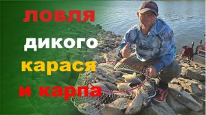 ловля дикого карася и карпа