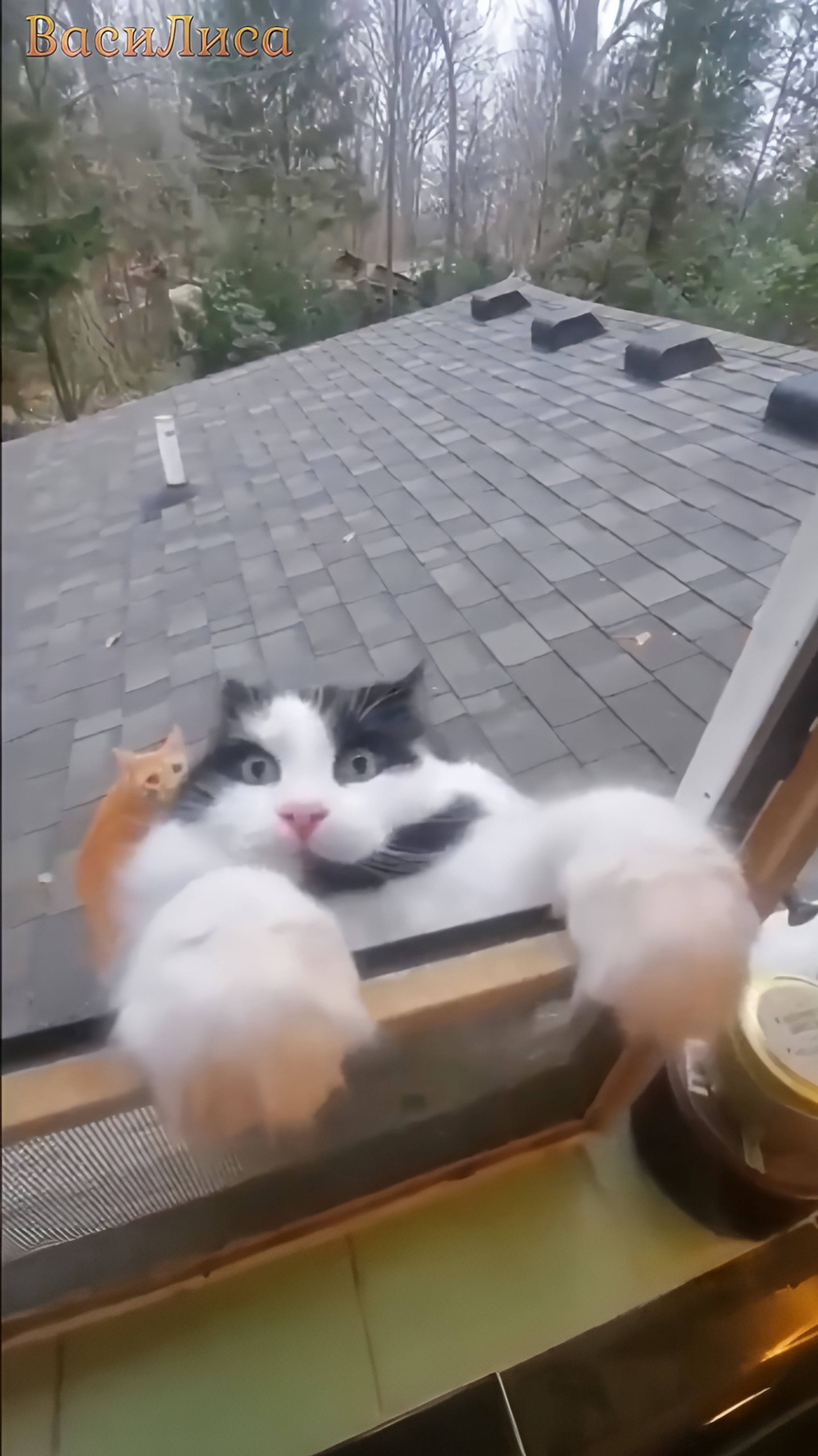 Кошки 🐱 Акробаты 👍