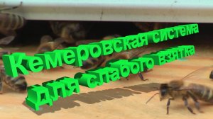 Кемеровская система при скудных медосборах: ГЕНИАЛЬНО или БЕЗУМНО?