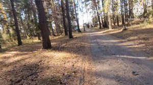 ASMR🪾🍂🍁🍀ПРОГУЛКА ПО ЛЕСУ🍀🍁🍂🪾