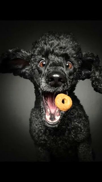 Вкусное мгновение 😁🐕 смотреть онлайн