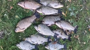 ОСЕННИЙ КАРАСЁВЫЙ ЖОР.