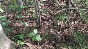 🍄Грибная пора🍄Подберёзовики и подосиновики 🍄