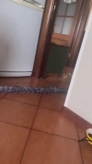 🤣🤣 Пранк над кошкой