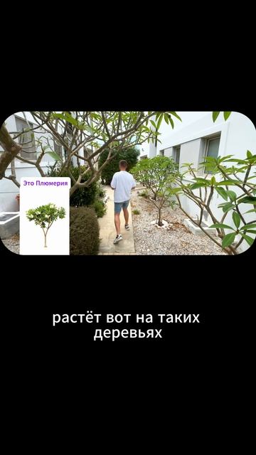 Квартира у моря на Кипре #кипр #северныйкипр #недвижимость #переезд смотреть онлайн