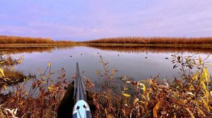 Утка Прёт, Только Заряжай. Отличная Охота с Чучелами Осень 2025г.